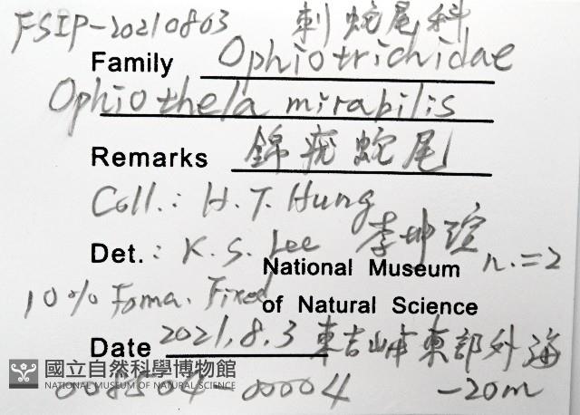 錦疣蛇尾藏品圖，第8張