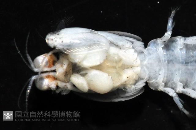濱海幼嫩蝦蛄藏品圖，第8張