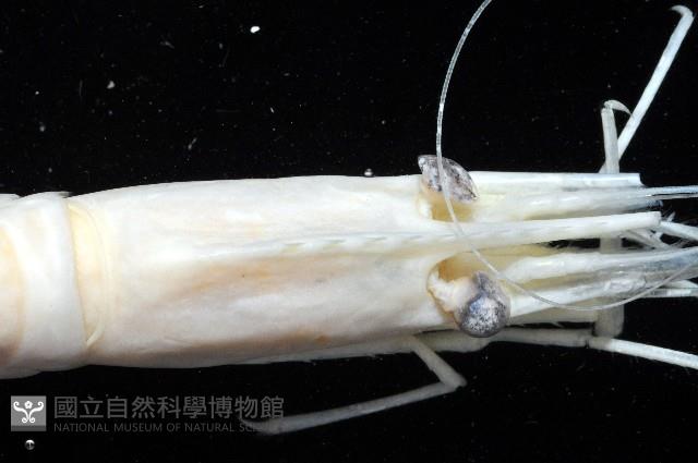臺灣長額蝦藏品圖，第8張