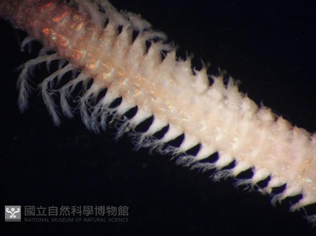 未知種歐努菲蟲藏品圖，第8張