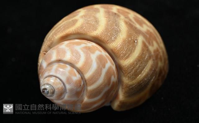 窄縫鳳螺藏品圖，第8張