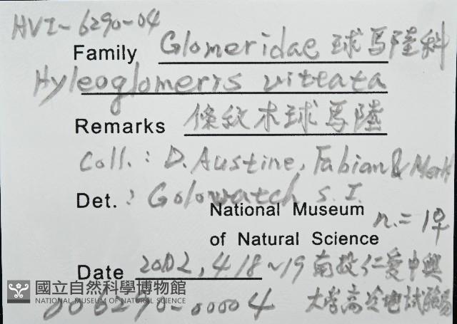 條紋木球馬陸藏品圖，第8張