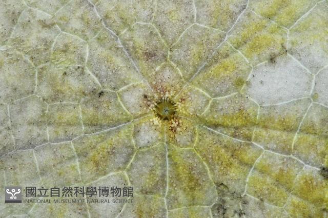 裂邊毛餅海膽藏品圖，第8張