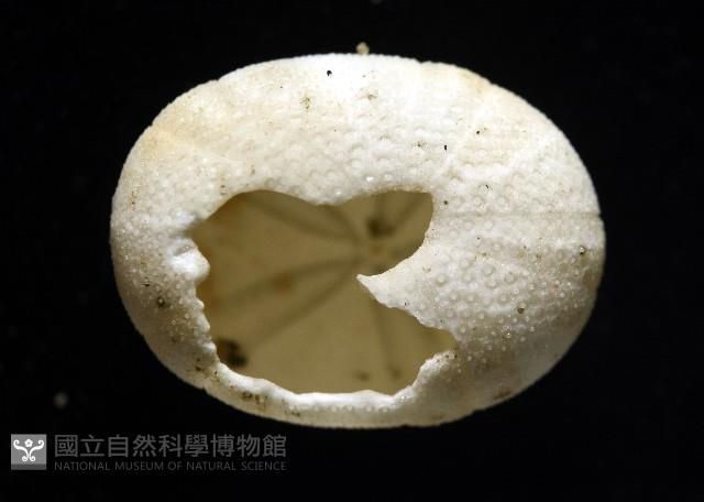 卵圓斜海膽藏品圖，第8張