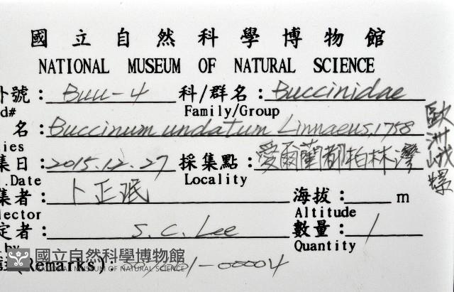 歐洲峨螺藏品圖，第8張