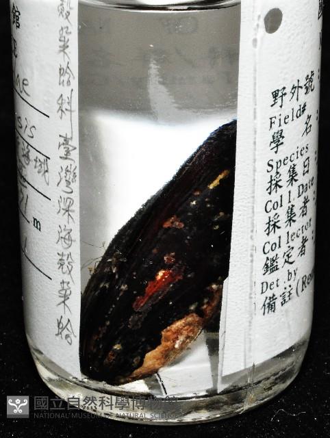臺灣深海殼菜蛤藏品圖，第8張