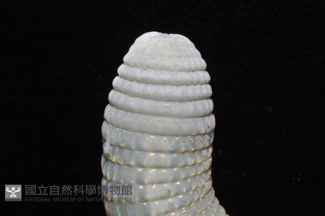 光裸(裸體)方格星蟲藏品圖，第8張