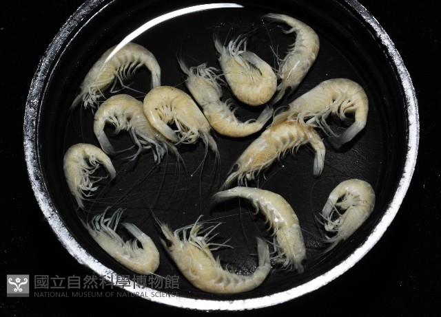 凱達格蘭新米蝦藏品圖，第8張