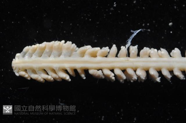 未知種白沙箸藏品圖，第8張