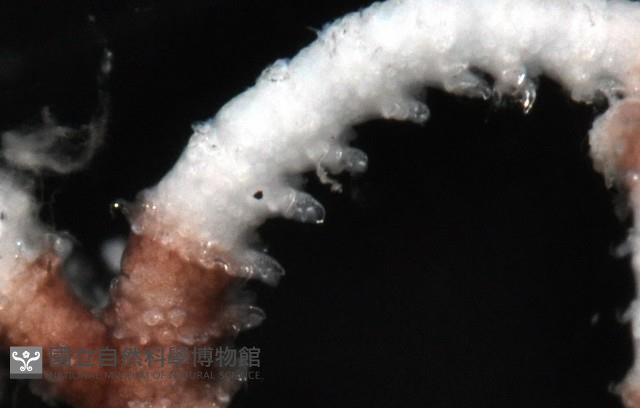 未知種筐蛇尾藏品圖，第8張