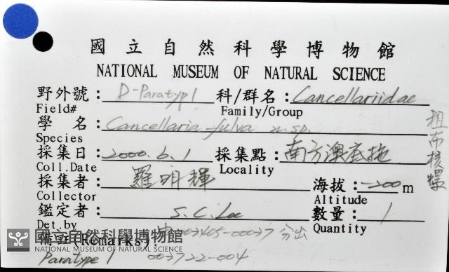 粗布核螺藏品圖，第8張