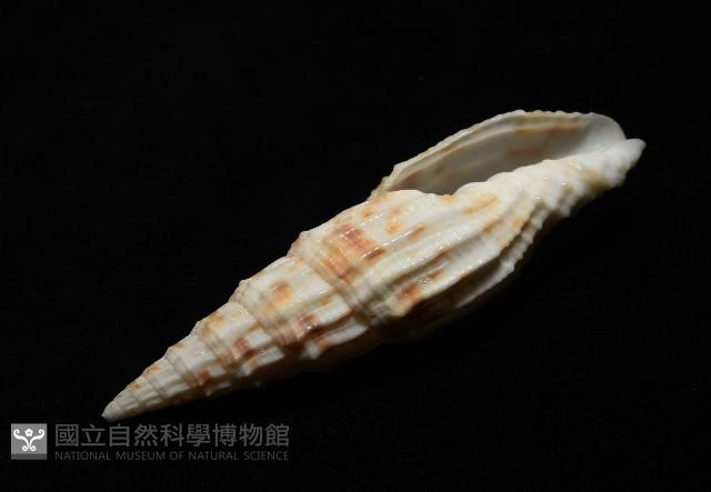 奇蹟蛹筆螺藏品圖，第8張