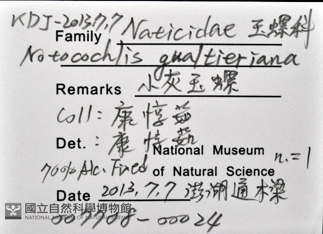 小灰玉螺藏品圖，第8張