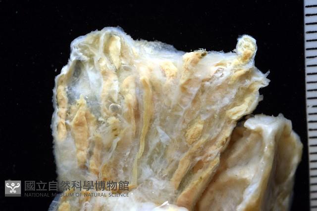 未知種海鞘藏品圖，第8張