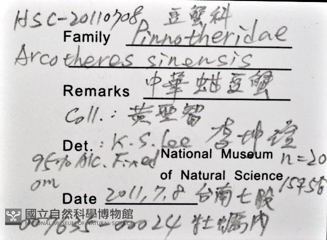 中華蚶豆蟹藏品圖，第8張