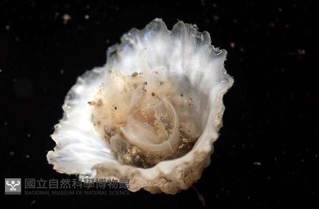 未知種晃蓋螺藏品圖，第8張