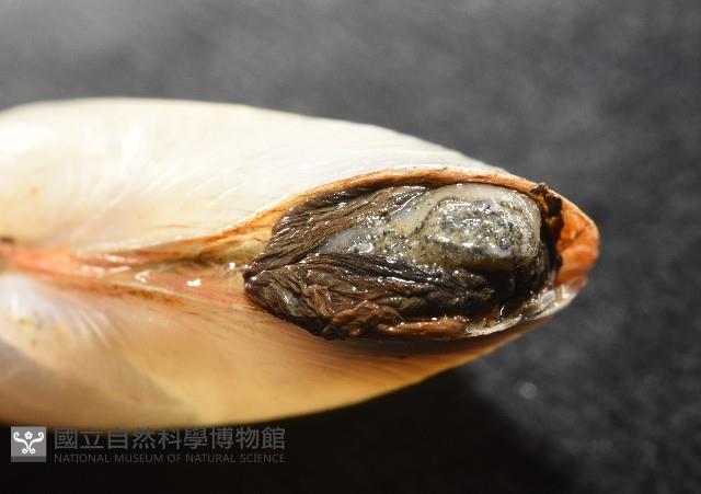 船形(公代)薄殼蛤藏品圖，第8張