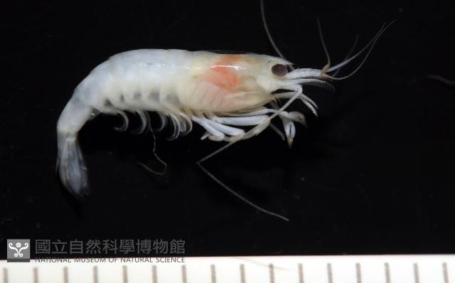 湧泉新米蝦藏品圖，第8張