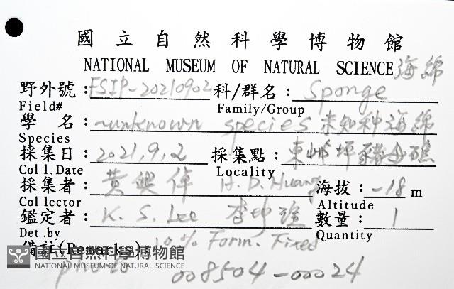 未知種海綿藏品圖，第8張