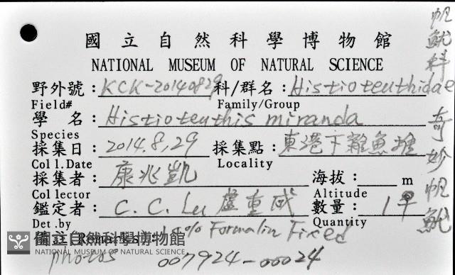 奇妙帆魷藏品圖，第8張