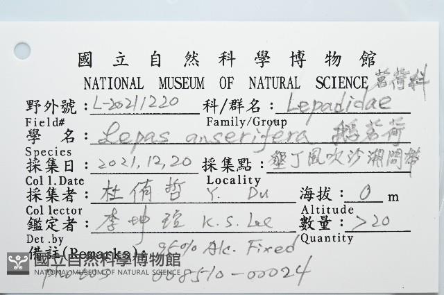 鵝茗荷藏品圖，第8張