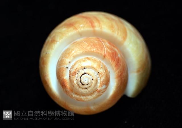 彩繪型深溝鳳螺藏品圖，第8張