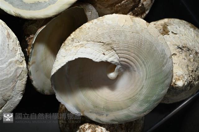 銀塔鐘螺藏品圖，第8張