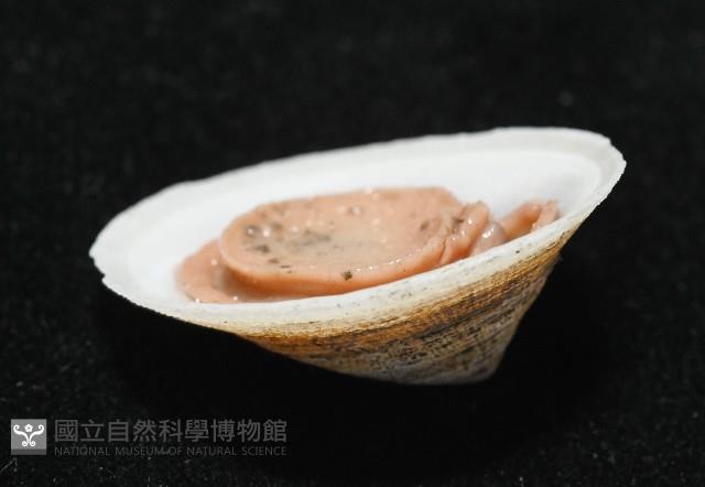 尖頂梳齒笠螺藏品圖，第8張