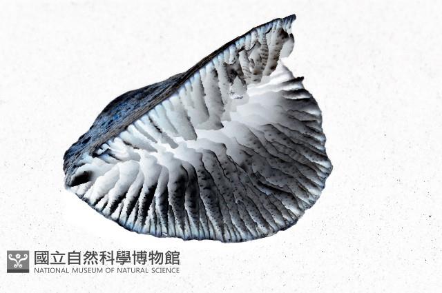 優雅扇形珊瑚藏品圖，第8張