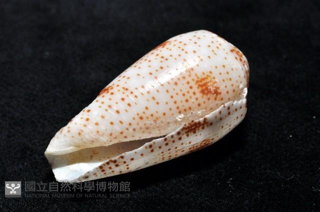 飛蠅芋螺藏品圖，第8張
