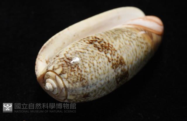 金唇榧螺藏品圖，第8張