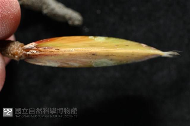 亞氏海豆芽藏品圖，第8張