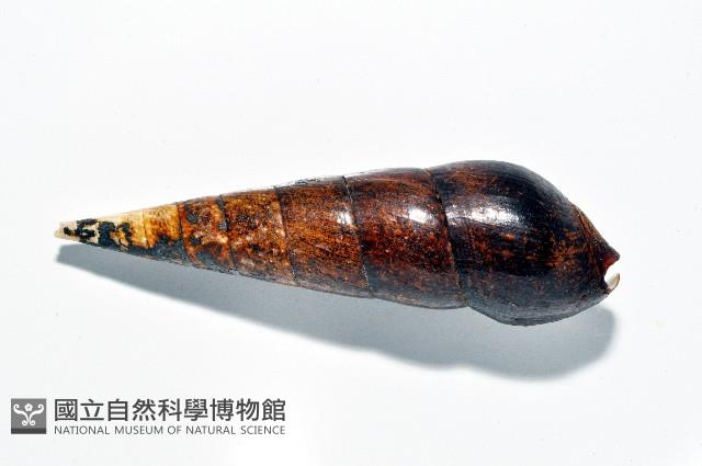 黑蜷藏品圖，第8張