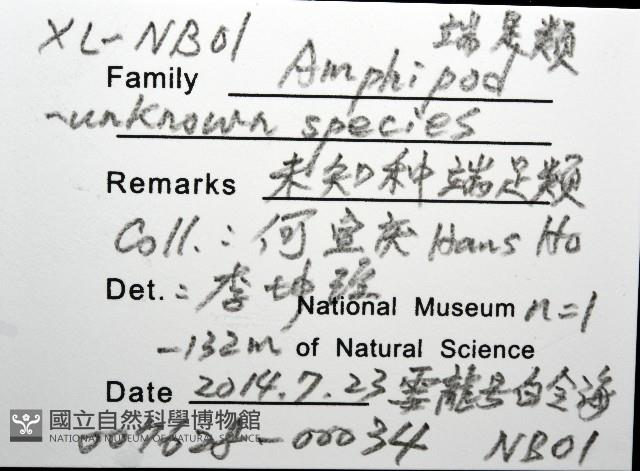 未知種端足類藏品圖，第8張