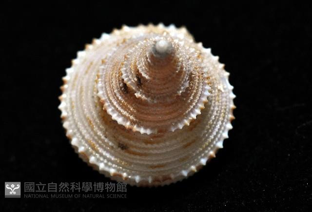 麗口螺之一種藏品圖，第8張