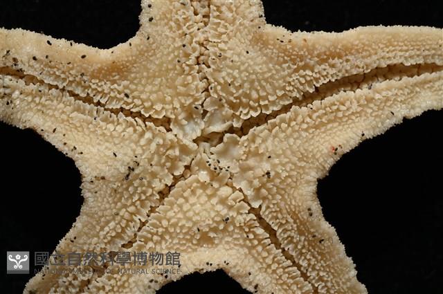 花冠海燕藏品圖，第8張