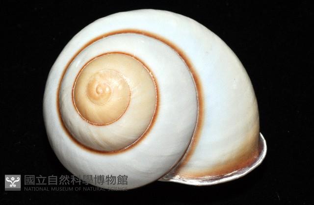 未知種光澤蝸牛藏品圖，第8張