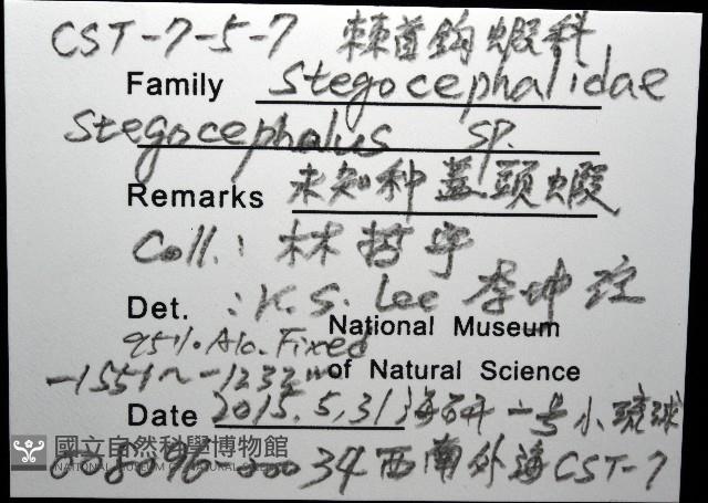 未知種隱首鉤蝦藏品圖，第8張