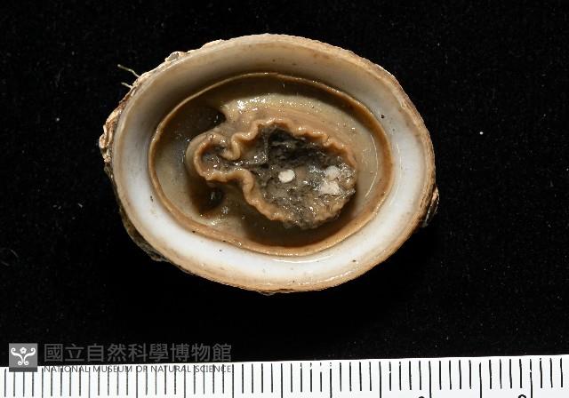 尖頂梳齒笠螺藏品圖，第8張