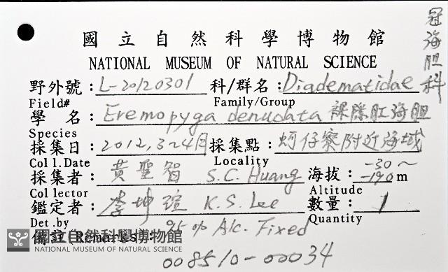 裸隱肛海膽藏品圖，第8張