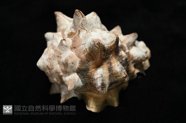短拳螺藏品圖，第8張