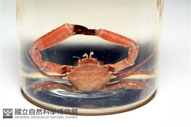 白紋短角蟹藏品圖，第8張