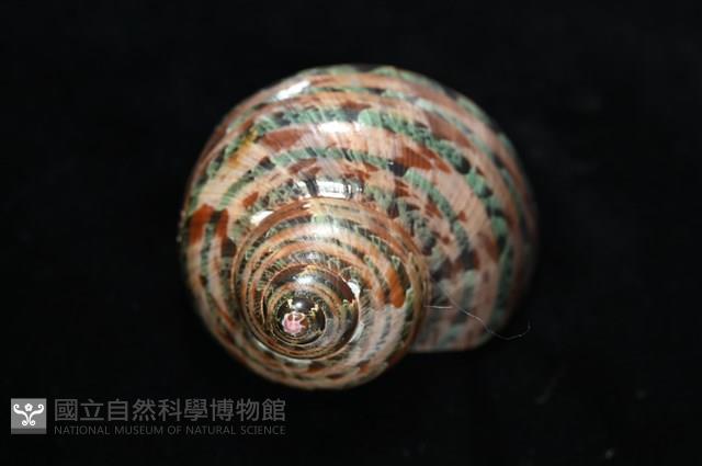 貓眼蠑螺藏品圖，第8張