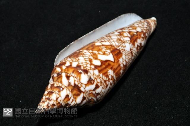 孟加拉芋螺藏品圖，第8張