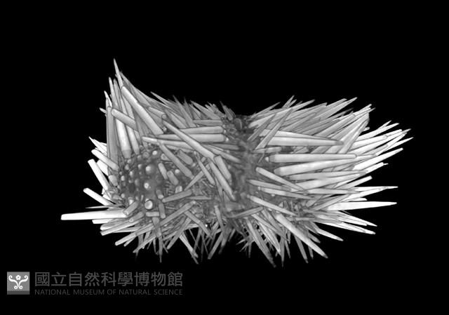 梅氏長海膽藏品圖，第8張