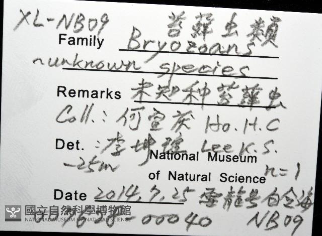 未知種苔蘚蟲藏品圖，第8張