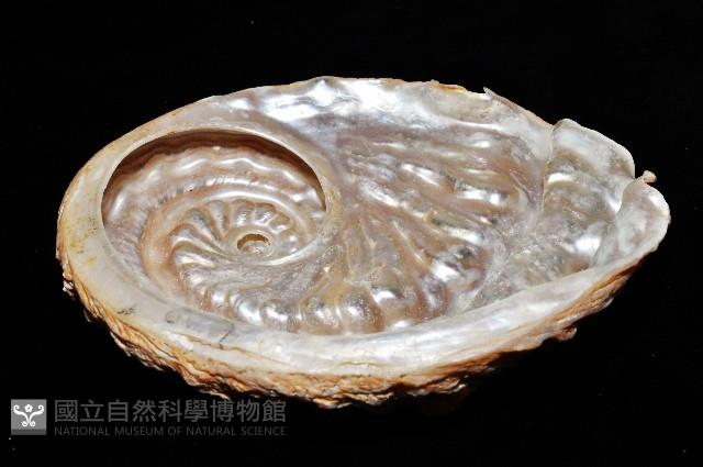 旋梯鮑螺藏品圖，第8張