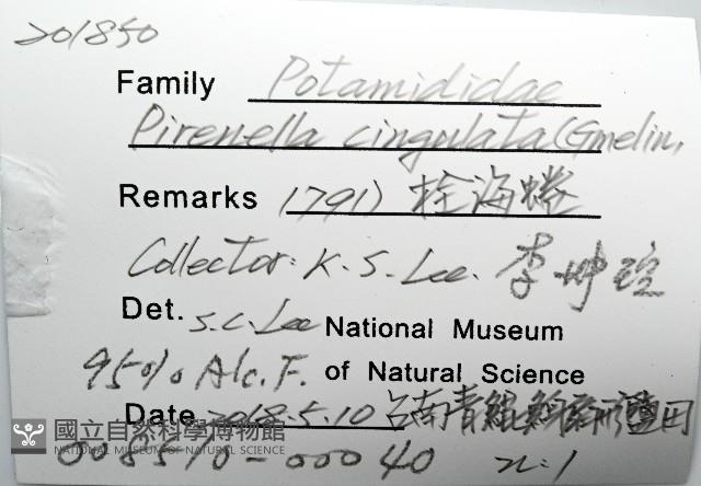 栓海蜷藏品圖，第8張