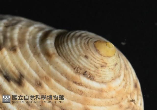 高腰蜑螺藏品圖，第8張
