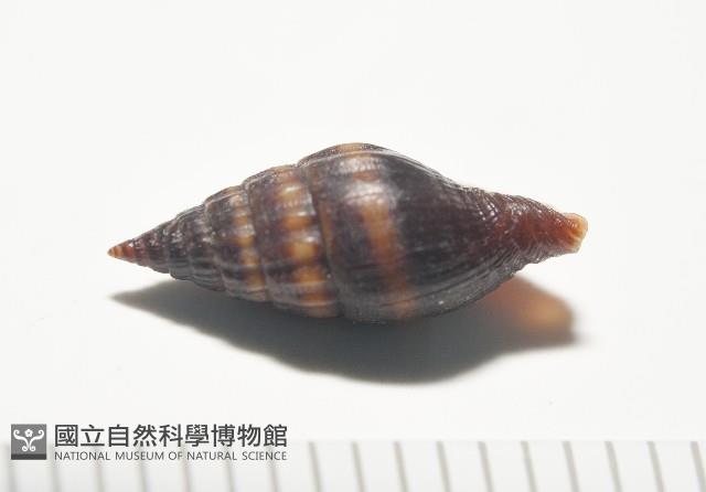 明光蛹筆螺藏品圖，第8張